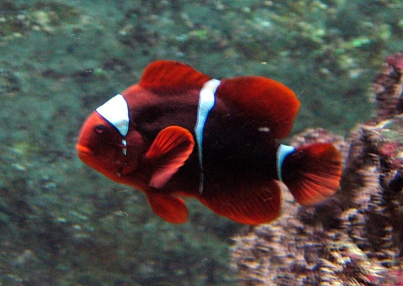 Maroon Clownfish (Premnas biaculeatus) — photo 1 of 5