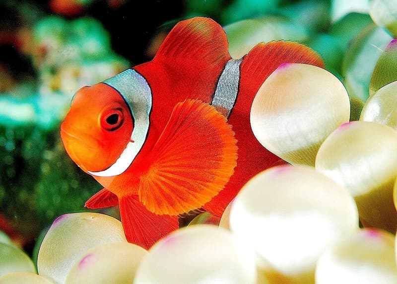 Maroon Clownfish (Premnas biaculeatus) — photo 2 of 5