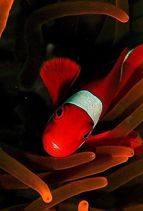 Maroon Clownfish (Premnas biaculeatus) — photo 4 of 5