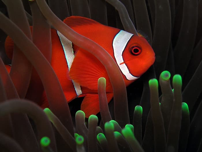 Maroon Clownfish (Premnas biaculeatus) — photo 5 of 5