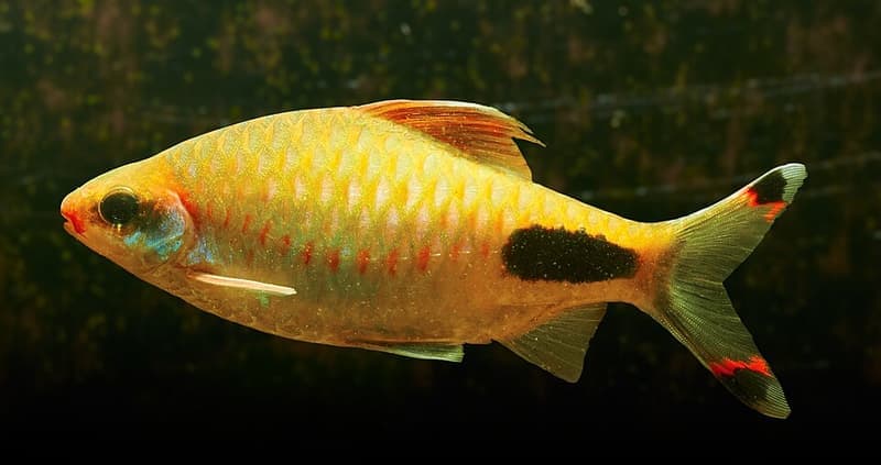 Mascara Barb (Dawkinsia assimilis) — photo 1 of 1