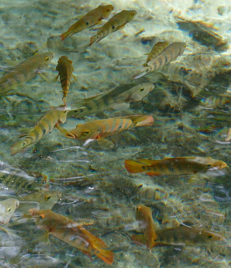Mayan Cichlid (Mayaheros urophthalmus) — photo 1 of 5