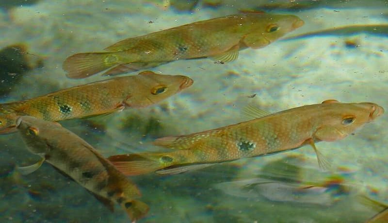 Mayan Cichlid (Mayaheros urophthalmus) — photo 2 of 5