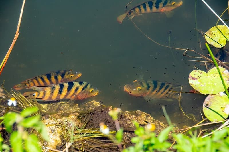 Mayan Cichlid (Mayaheros urophthalmus) — photo 3 of 5