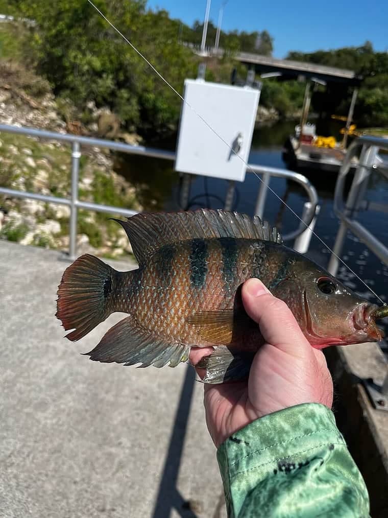 Mayan Cichlid (Mayaheros urophthalmus) — photo 4 of 5