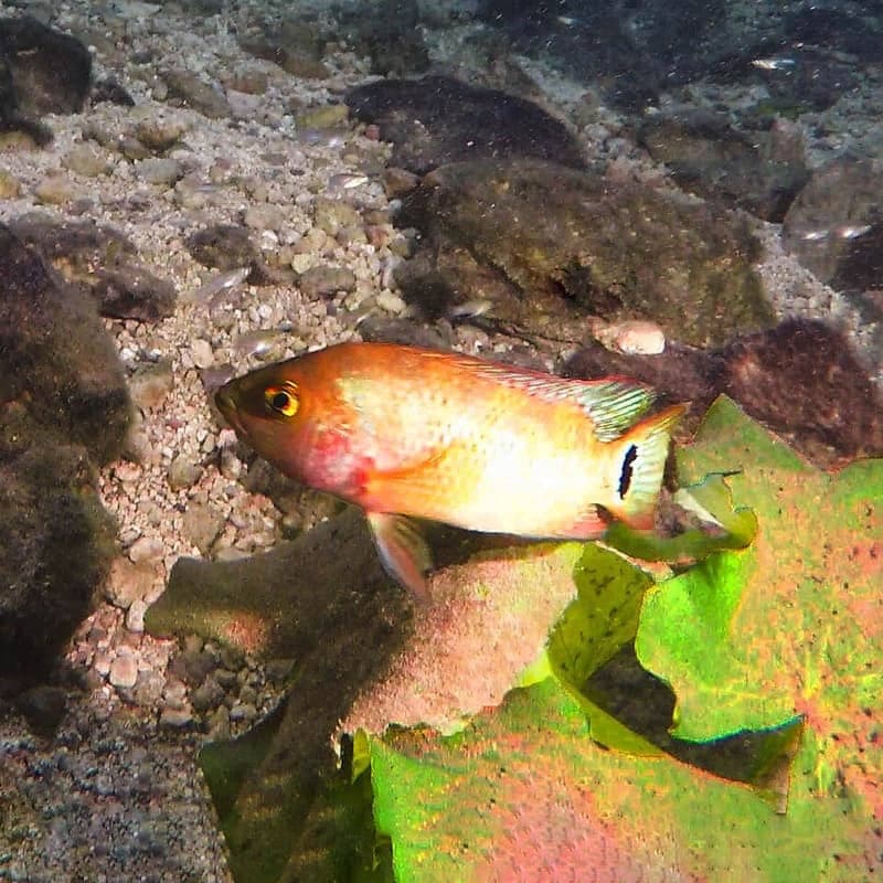 Mayan Cichlid (Mayaheros urophthalmus) — photo 5 of 5