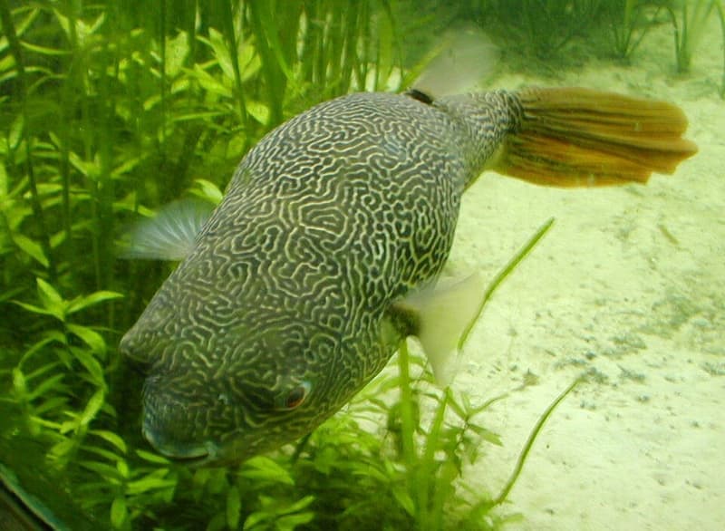Mbu Puffer (Tetraodon mbu) — photo 1 of 5