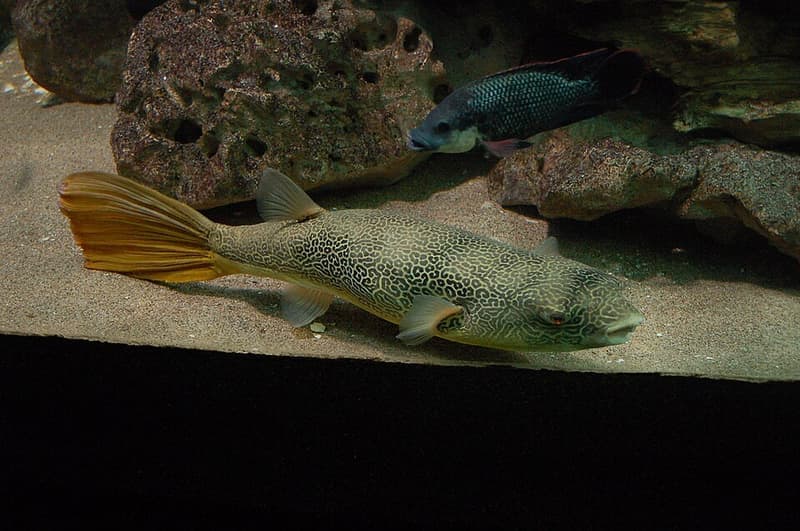 Mbu Puffer (Tetraodon mbu) — photo 2 of 5