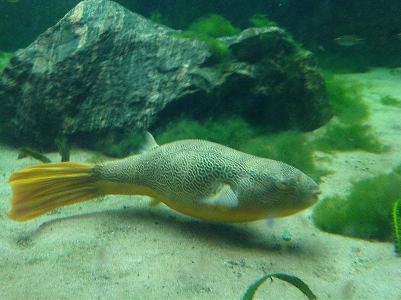 Mbu Puffer (Tetraodon mbu) — photo 3 of 5