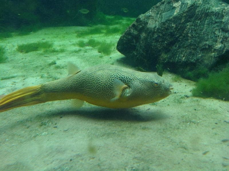 Mbu Puffer (Tetraodon mbu) — photo 4 of 5