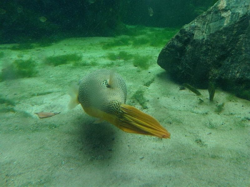 Mbu Puffer (Tetraodon mbu) — photo 5 of 5