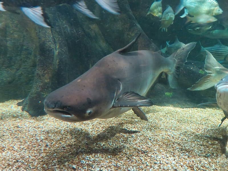 Mekong Giant Catfish (Pangasianodon gigas) — photo 4 of 5