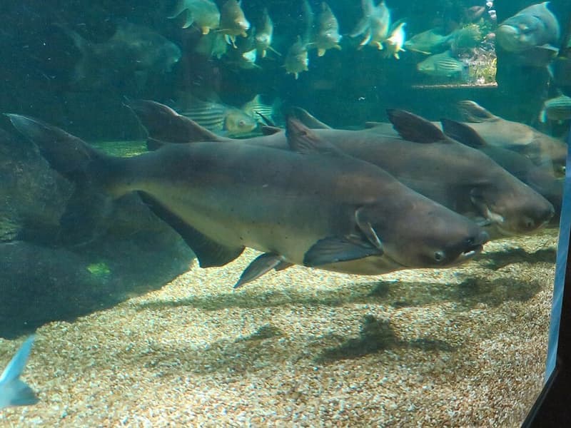 Mekong Giant Catfish (Pangasianodon gigas) — photo 5 of 5