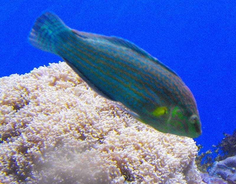 Melanurus Wrasse (Halichoeres melanurus) — photo 1 of 5