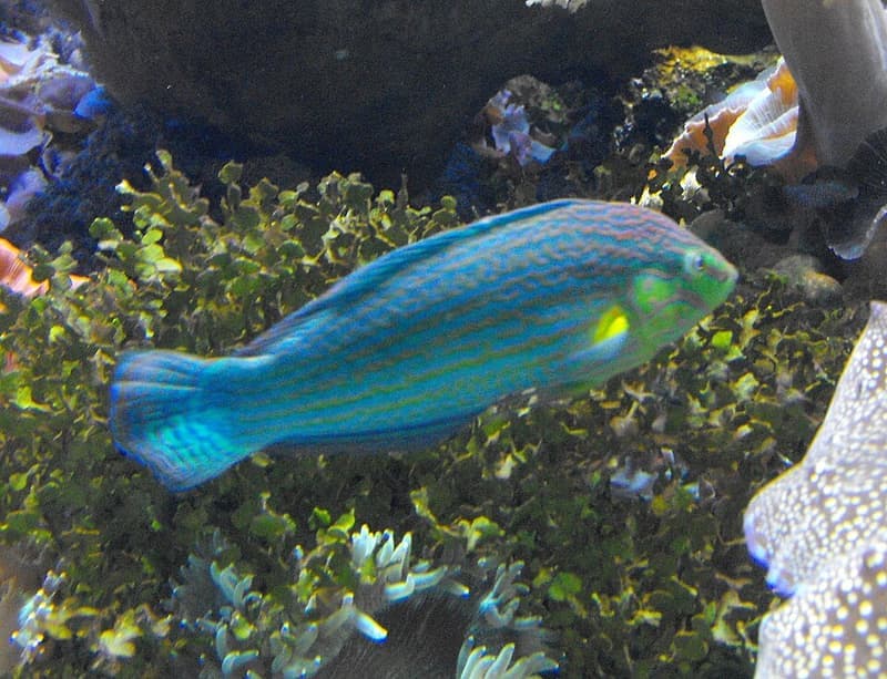 Melanurus Wrasse (Halichoeres melanurus) — photo 2 of 5