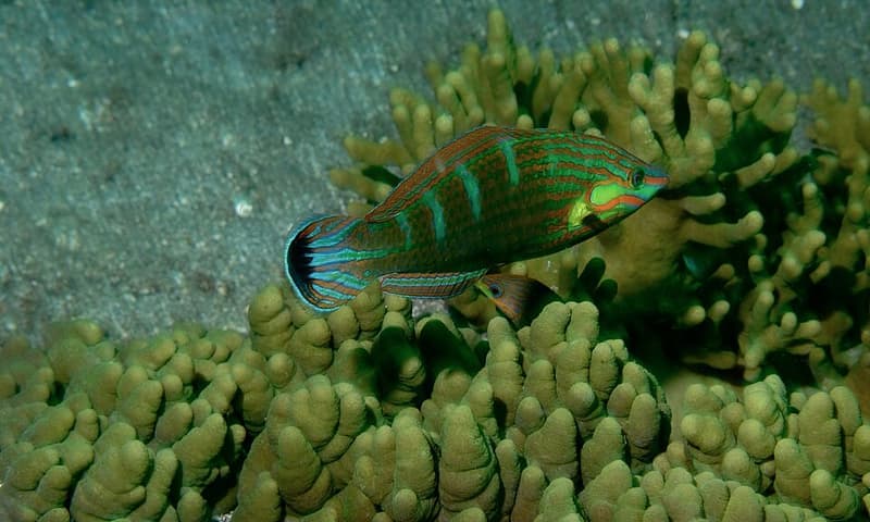 Melanurus Wrasse (Halichoeres melanurus) — photo 3 of 5