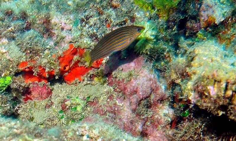 Melanurus Wrasse (Halichoeres melanurus) — photo 4 of 5