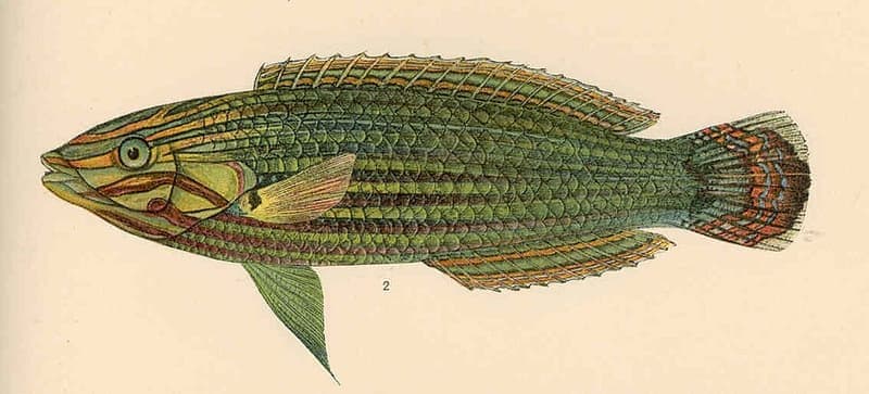 Melanurus Wrasse (Halichoeres melanurus) — photo 5 of 5