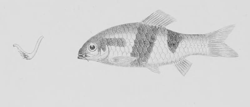 Melon Barb (Haludaria fasciata) — photo 1 of 5