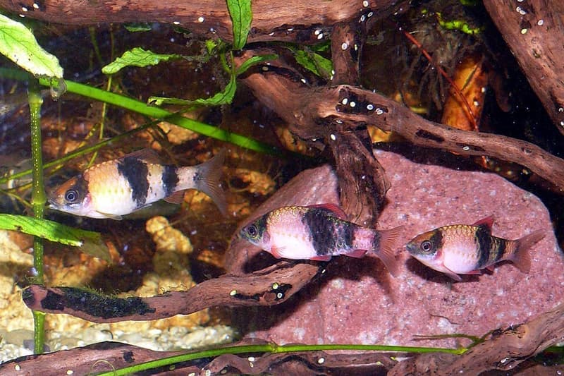 Melon Barb (Haludaria fasciata) — photo 2 of 5