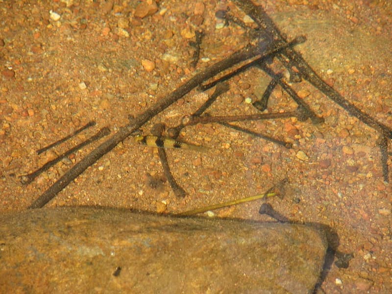 Melon Barb (Haludaria fasciata) — photo 3 of 5