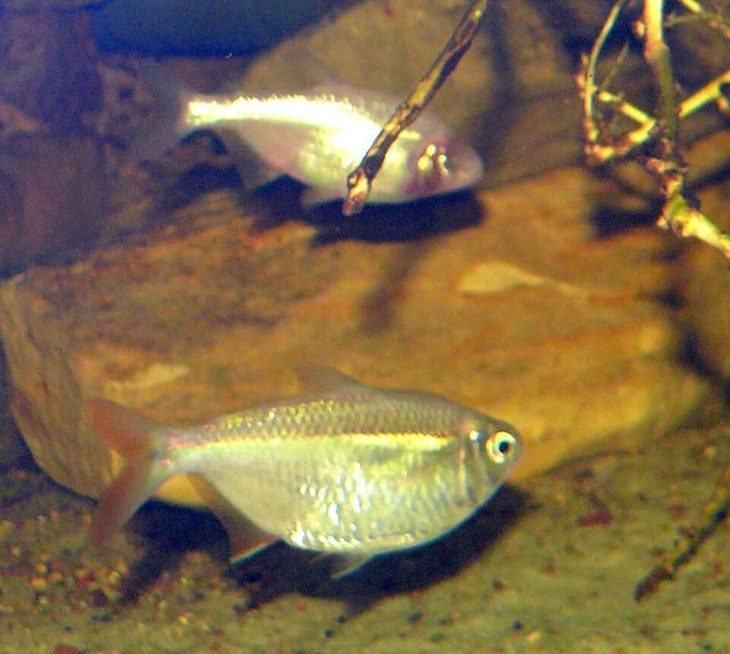 Mexican Tetra (Astyanax mexicanus) — photo 1 of 5