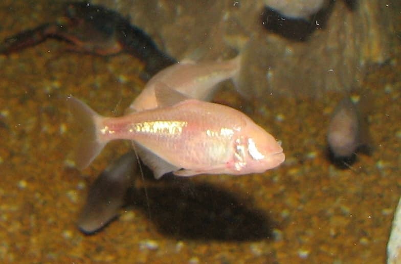 Mexican Tetra (Astyanax mexicanus) — photo 2 of 5