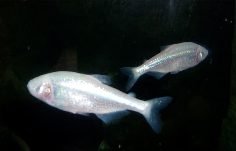 Mexican Tetra (Astyanax mexicanus) — photo 3 of 5