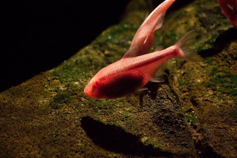 Mexican Tetra (Astyanax mexicanus) — photo 4 of 5