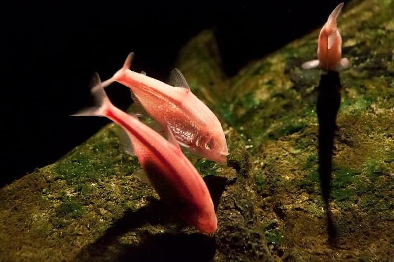 Mexican Tetra (Astyanax mexicanus) — photo 5 of 5