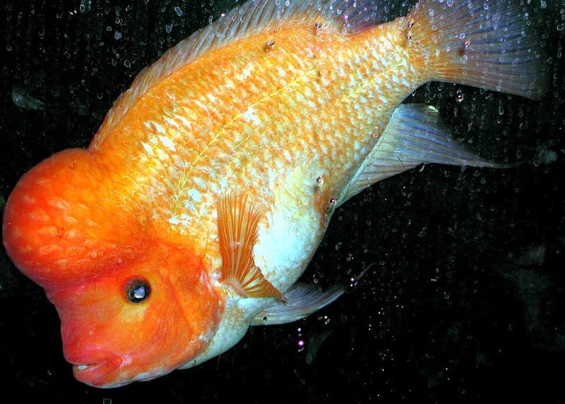Midas Cichlid (Amphilophus citrinellus) — photo 1 of 5