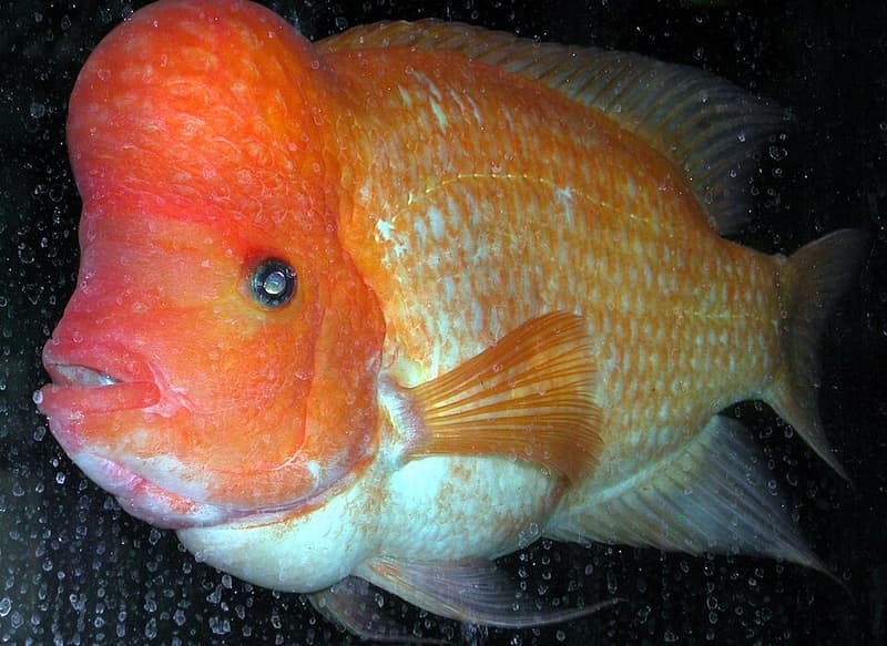Midas Cichlid (Amphilophus citrinellus) — photo 2 of 5