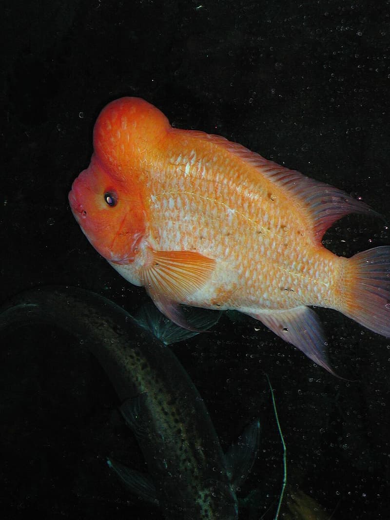 Midas Cichlid (Amphilophus citrinellus) — photo 3 of 5