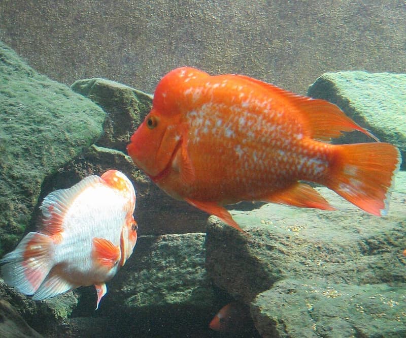 Midas Cichlid (Amphilophus citrinellus) — photo 4 of 5
