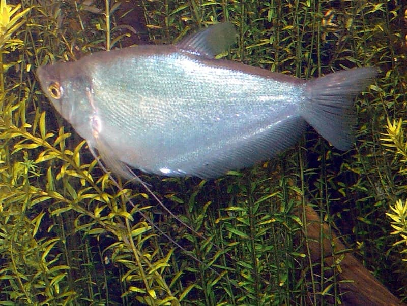 Moonlight Gourami (Trichogaster microlepis) — photo 1 of 4