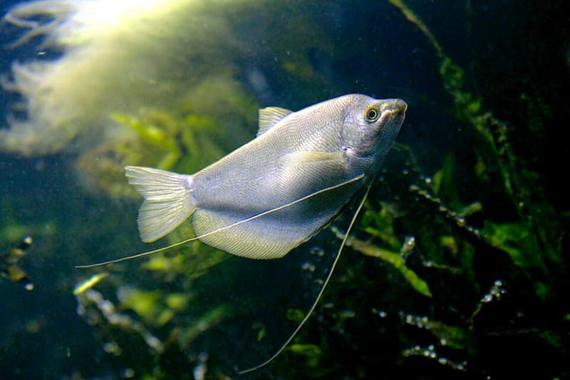 Moonlight Gourami (Trichogaster microlepis) — photo 2 of 4