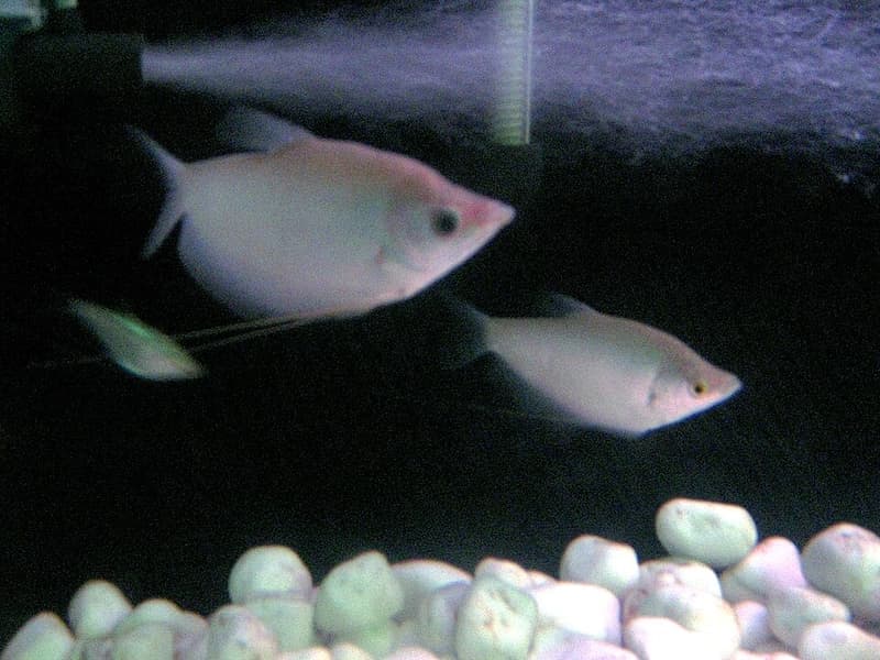 Moonlight Gourami (Trichogaster microlepis) — photo 3 of 4