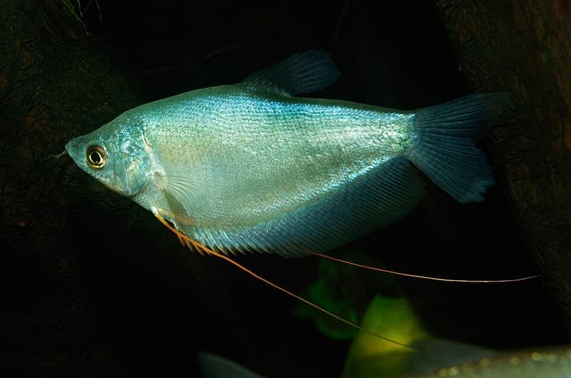 Moonlight Gourami (Trichogaster microlepis) — photo 4 of 4