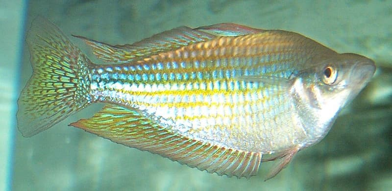Murray River Rainbowfish (Melanotaenia fluviatilis) — photo 1 of 4