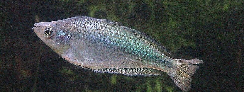 Murray River Rainbowfish (Melanotaenia fluviatilis) — photo 2 of 4