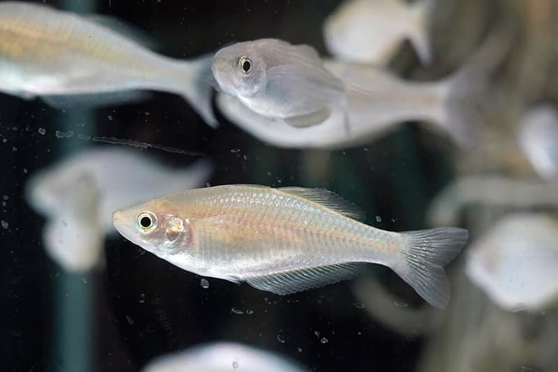 Murray River Rainbowfish (Melanotaenia fluviatilis) — photo 3 of 4