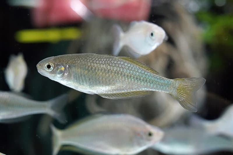 Murray River Rainbowfish (Melanotaenia fluviatilis) — photo 4 of 4