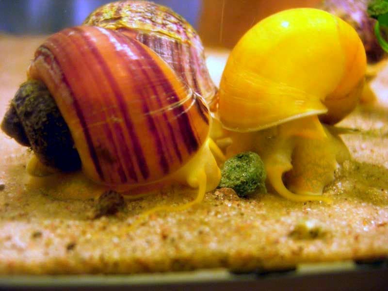 Mystery Snail (Pomacea bridgesii) — photo 1 of 5