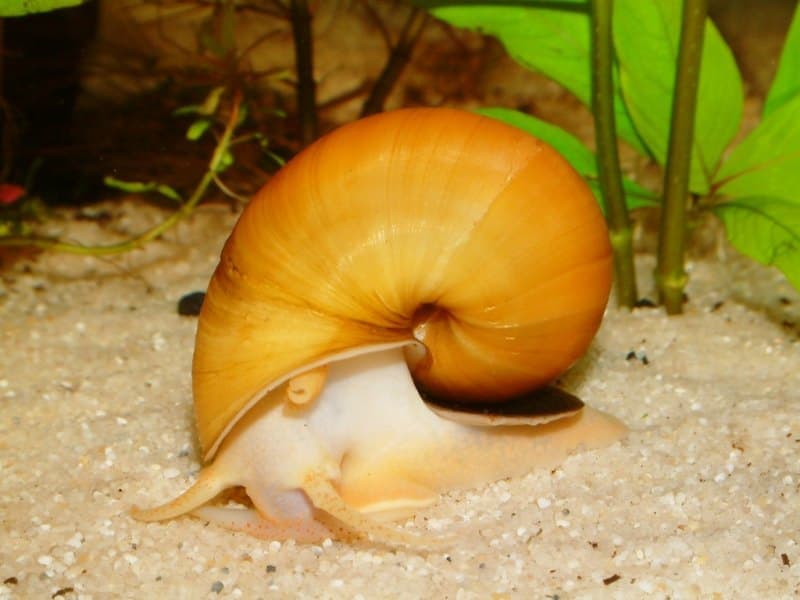 Mystery Snail (Pomacea bridgesii) — photo 3 of 5