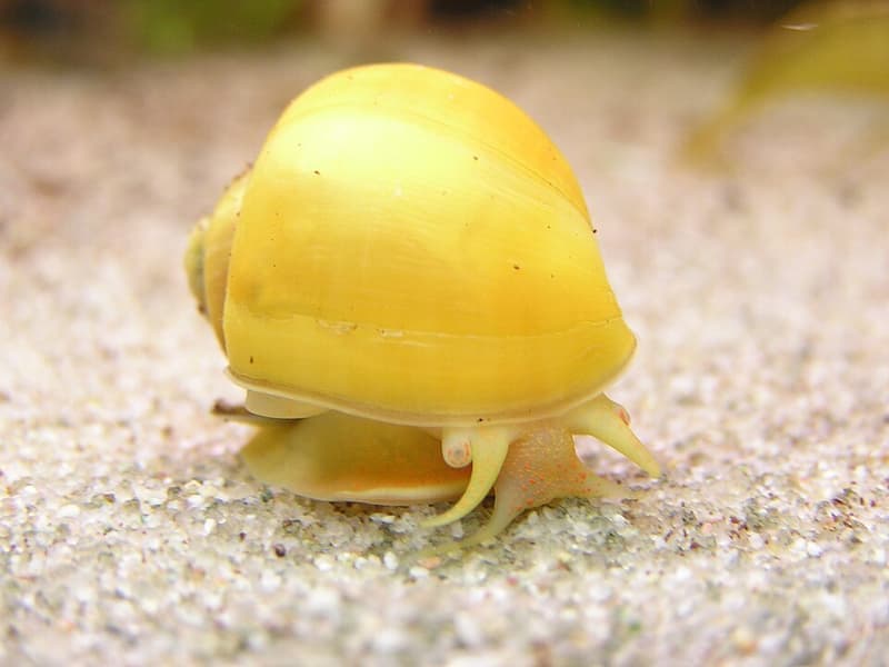 Mystery Snail (Pomacea bridgesii) — photo 4 of 5