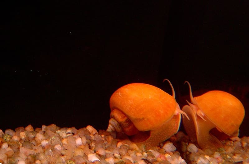 Mystery Snail (Pomacea bridgesii) — photo 5 of 5