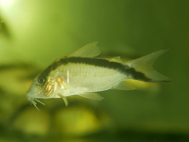Narcissus II Cory (Corydoras bethanae) — photo 1 of 1