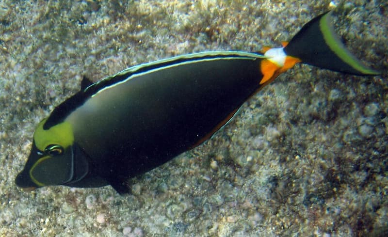 Naso Tang (Naso lituratus) — photo 1 of 5