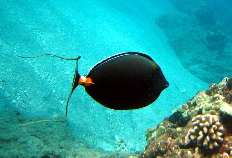 Naso Tang (Naso lituratus) — photo 2 of 5