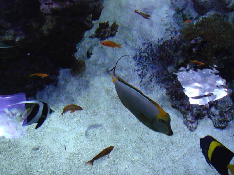 Naso Tang (Naso lituratus) — photo 3 of 5